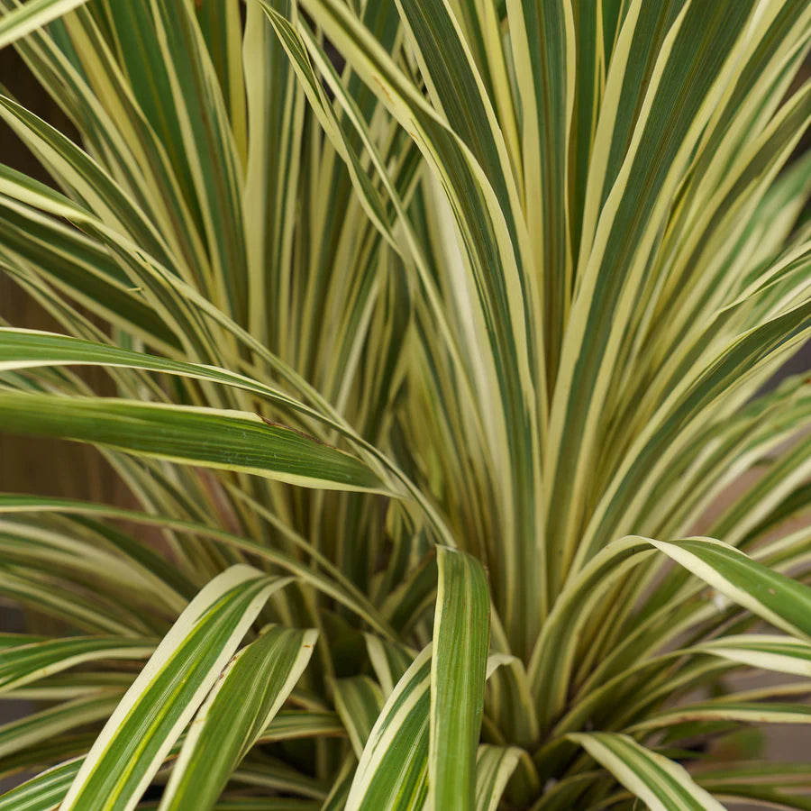 Cordyline (Cordyline australis 'Torbay Dazzler') - Exotische planten