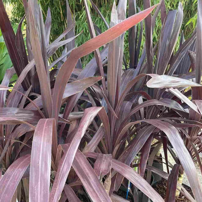 Cordyline (Cordyline obtecta Superstar)