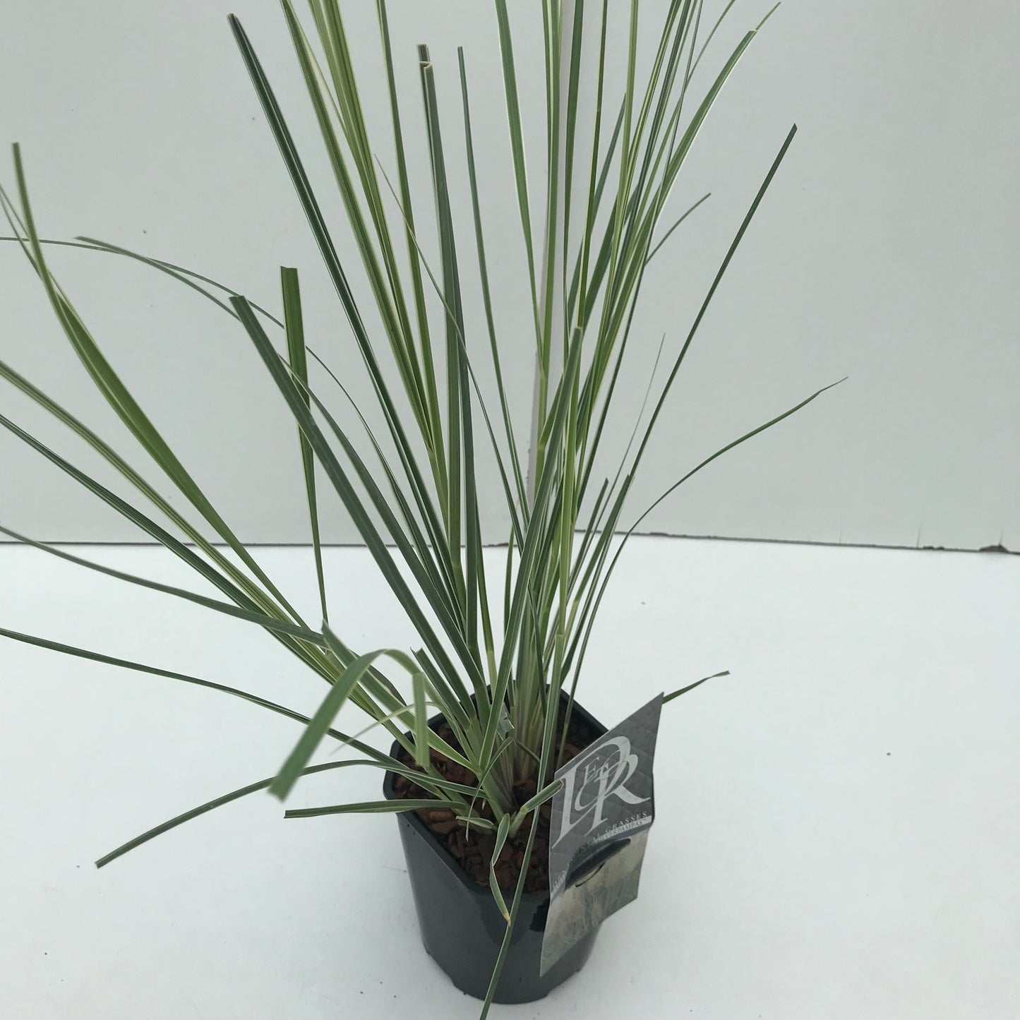 Pampasgras (Cortaderia sell. 'Mini Silverpampas') - Pampasgras