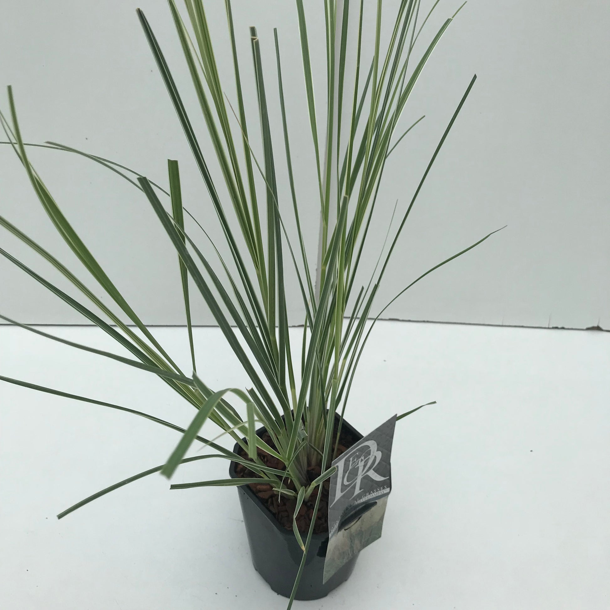 Pampasgras (Cortaderia sell. 'Mini Silverpampas') - Pampasgras