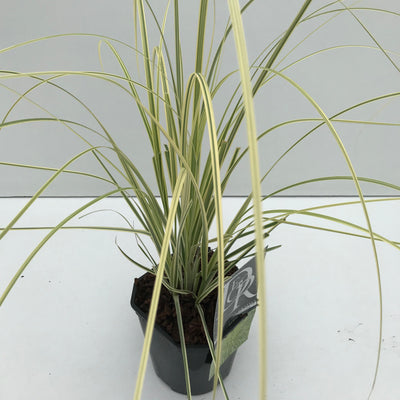 Pampasgras (Cortaderia 'Splendid Star')