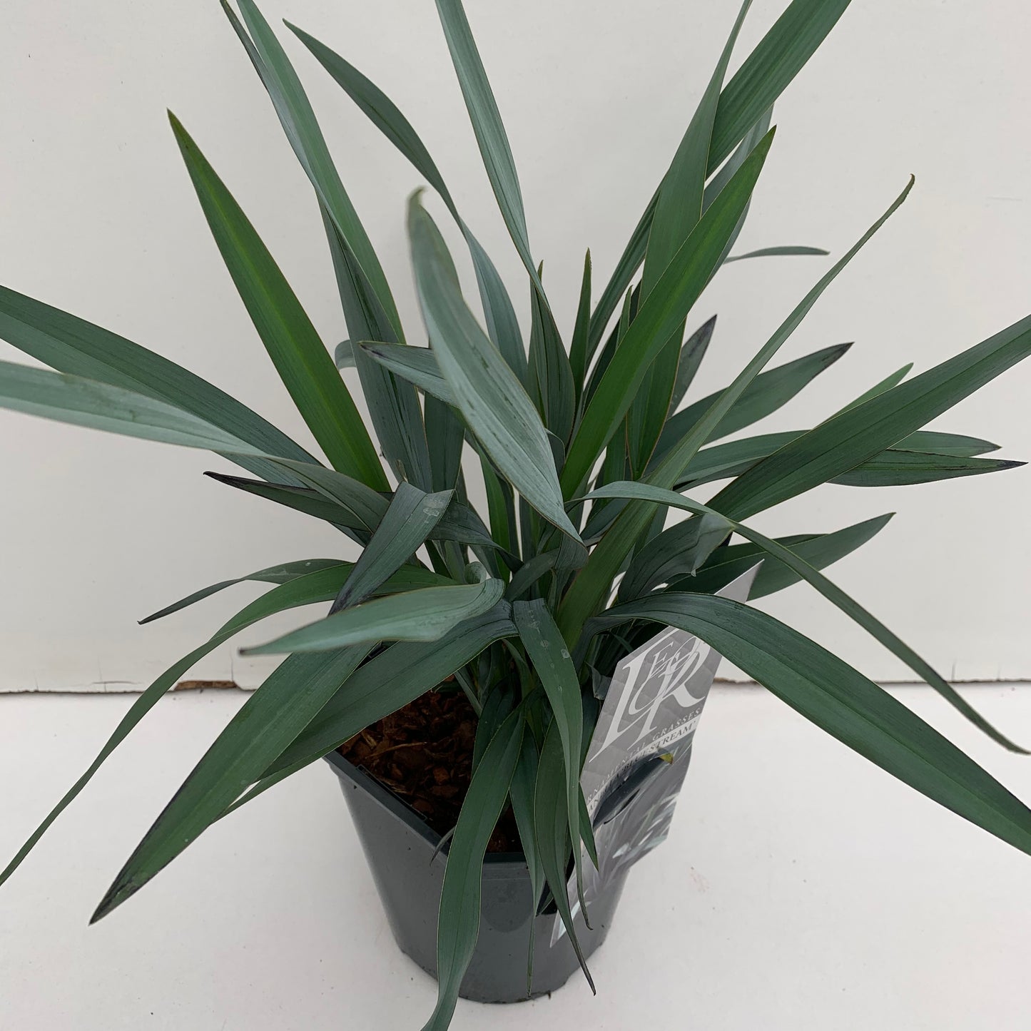 Dianella (Dianella 'Blue Stream') - Dianella