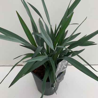 Dianella (Dianella 'Blue Stream') - Dianella
