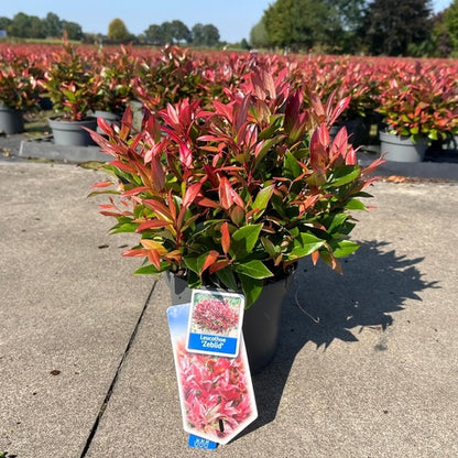 Druifheide (Leucothoe 'Zeblid') - Heesters