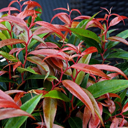 Druifheide (Leucothoe keiskei Burning Love)