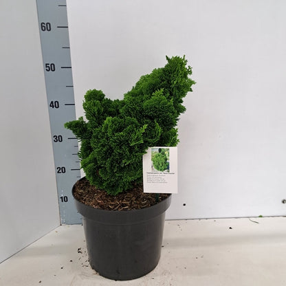 Dwergcypres (Chamaecyparis obt. ‘Nana Gracilis’) - Coniferen