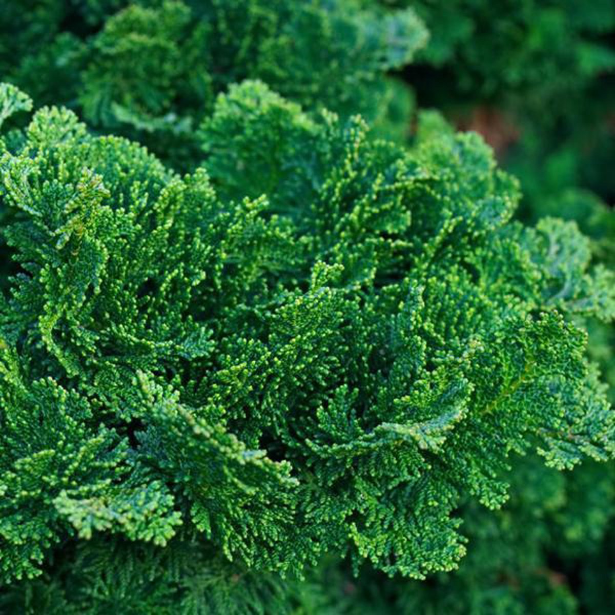 Dwergcypres (Chamaecyparis obt. ‘Nana Gracilis’) - Coniferen