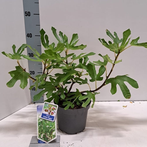 Dwergvijg (Ficus carica Little Miss Figgy) - Vijgen
