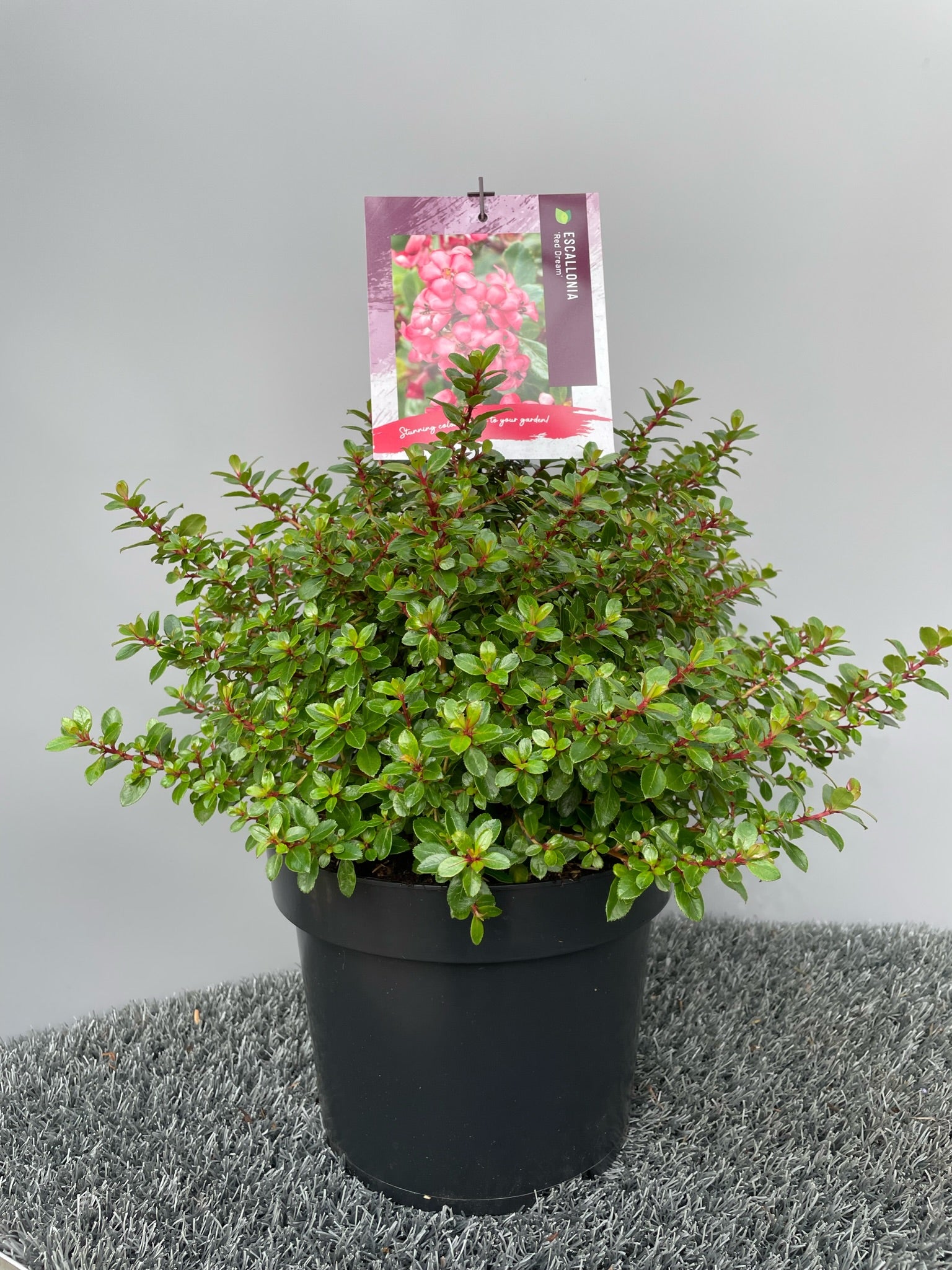 Escallania (Escallonia 'Red Dream') - Heesters