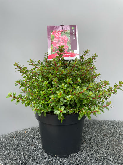 Escallania (Escallonia 'Red Dream') - Heesters
