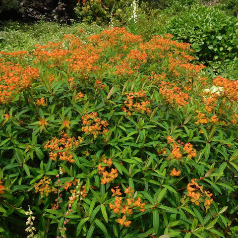 Wolfsmelk (Euphorbia griffithii 'Fireglow') - Tuinplanten