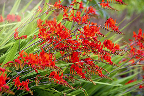 Montbretia (Crocosmia 'Lucifer') - Tuinplanten