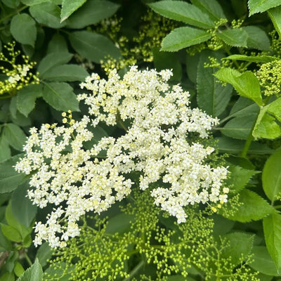 Gewone vlier (Sambucus nigra Golden Spark)