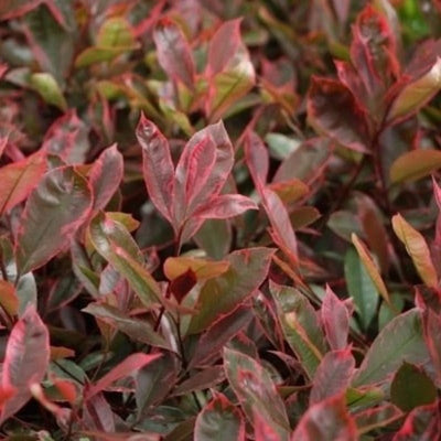 Glansmispel (Photinia fraseri Louise )