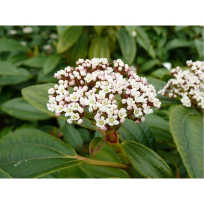 Groenblijvende sneeuwbal (Viburnum davidii) - Viburnum