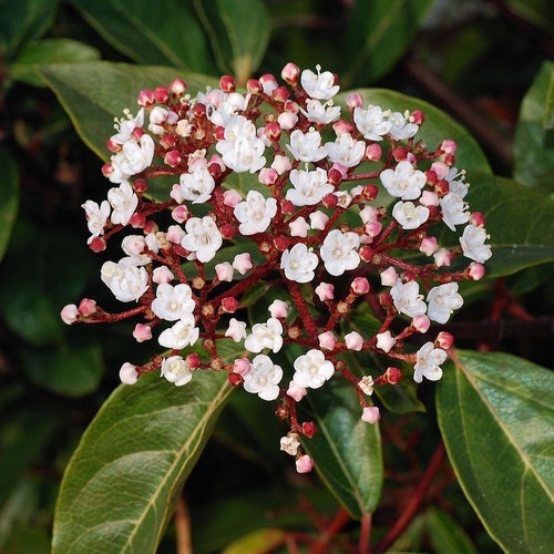 Groenblijvende sneeuwbal (Viburnum tinus) - Viburnum
