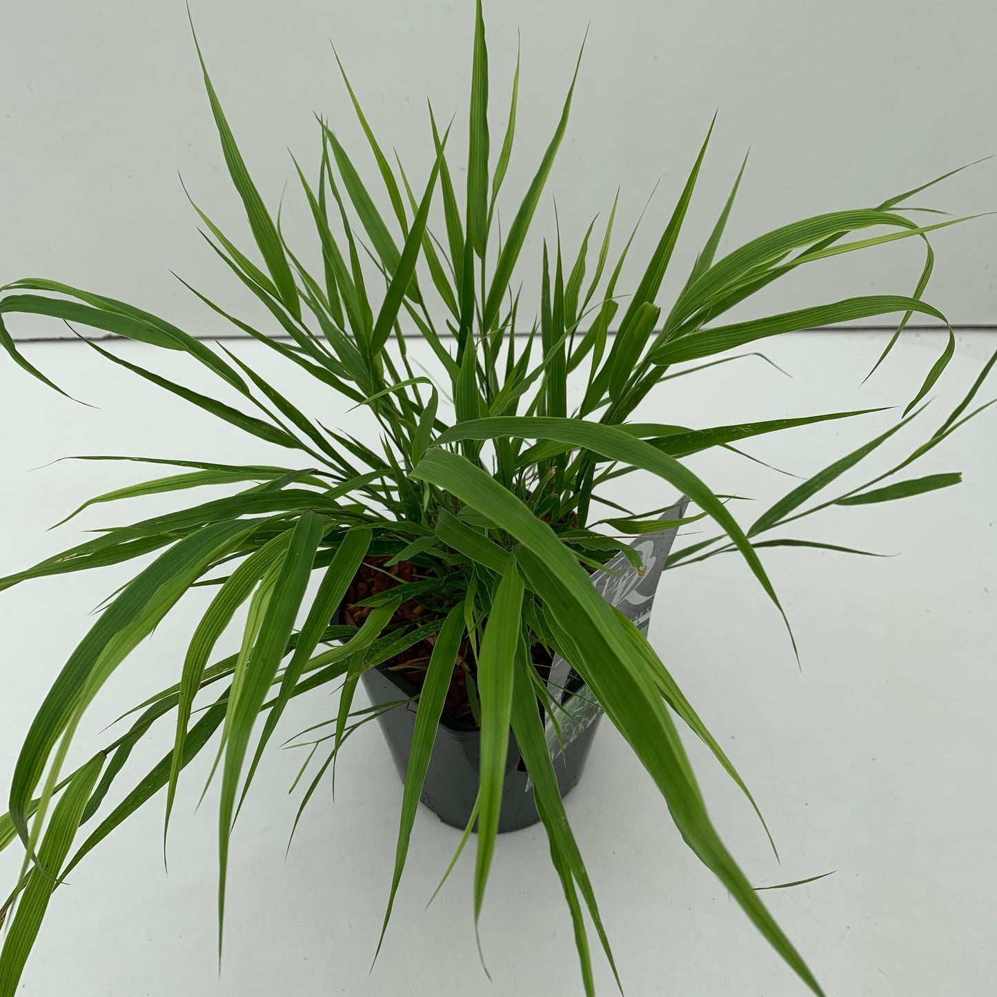 Japans berggras (Hakonechloa macra ) - Japans berggras