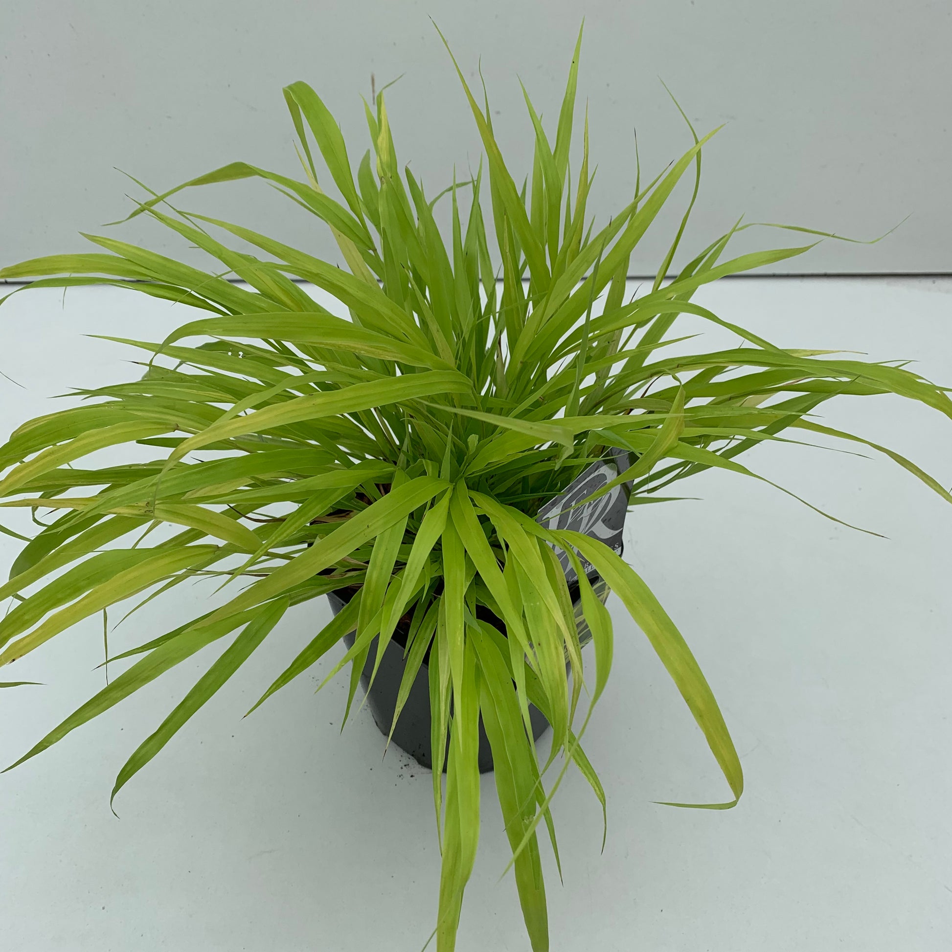 Japans berggras (Hakonechloa macra 'Allgold') - Japans berggras