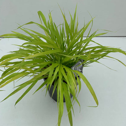 Japans berggras (Hakonechloa macra 'Allgold') - Japans berggras