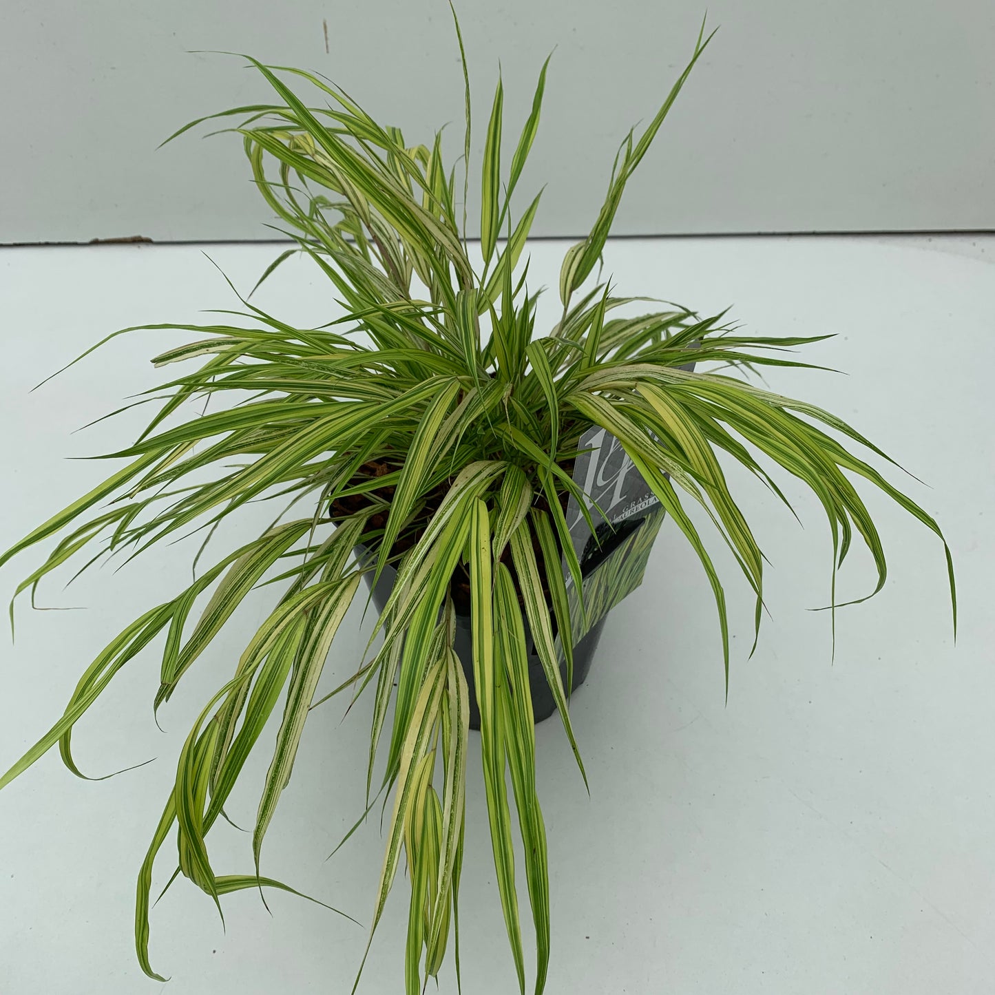 Japans berggras (Hakonechloa macra 'Aureola') - Japans berggras