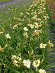 Daglelie (Hemerocallis 'Arctic Snow') - Tuinplanten