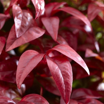 Hemelse bamboe (Nandina domestica Blush Pink )