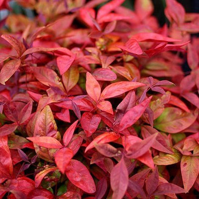 Hemelse bamboe (Nandina domestica Blush Pink)
