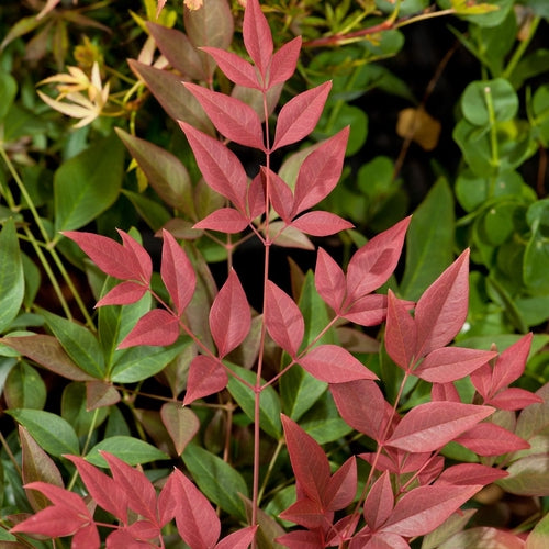 Hemelse bamboe (Nandina domestica Obsessed) - Groenblijvende struiken
