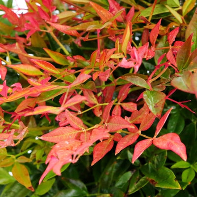 Hemelse bamboe (Nandina domestica ‘Gulfstream’ )