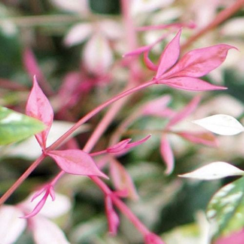 Hemelse bamboe (Nandina domestica ‘Twilight’) - Groenblijvende struiken