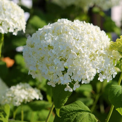Hortensia (Hydrangea arborescens ‘Annabelle’ )