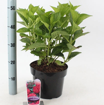 Hortensia (Hydrangea macrophylla 'Alpenglühen') - Hortensia