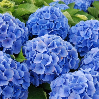 Hortensia (Hydrangea macrophylla ‘Bodensee’ )