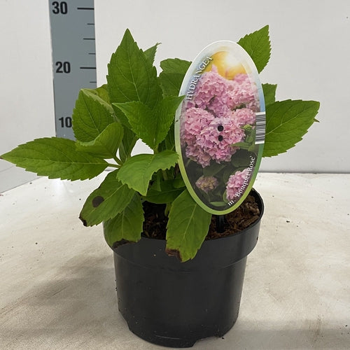 Hortensia (Hydrangea macrophylla ‘Bouquet Rosé’ ) - Hortensia