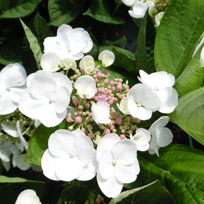 Hortensia (Hydrangea macrophylla 'Libelle' (Teller White))