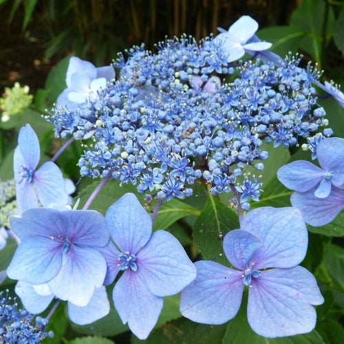 Hortensia (Hydrangea macrophylla 'Mariesii Perfecta’ ('Blue Wave')) - Hortensia
