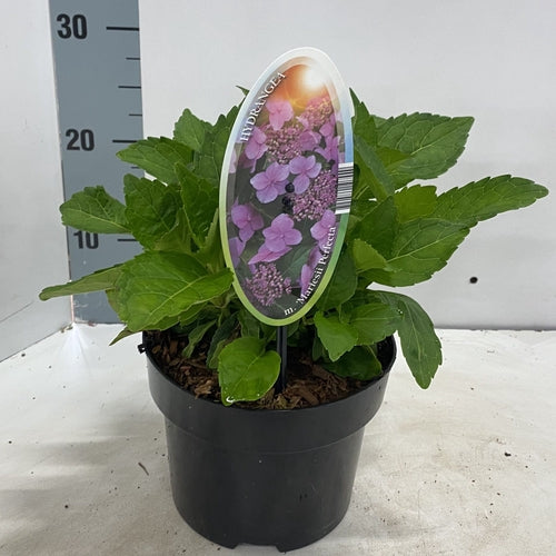 Hortensia (Hydrangea macrophylla 'Mariesii Perfecta’ ('Blue Wave')) - Hortensia