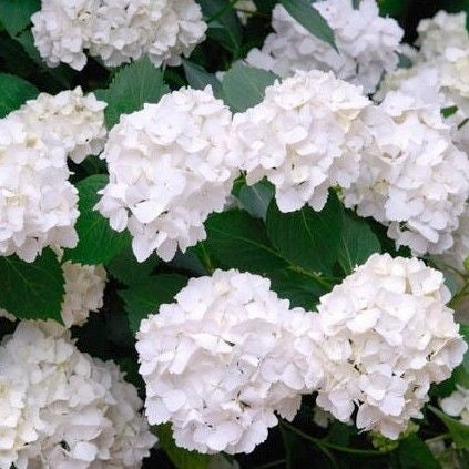 Hortensia (Hydrangea macrophylla 'Mme Emile Mouillere’ ) - Hortensia