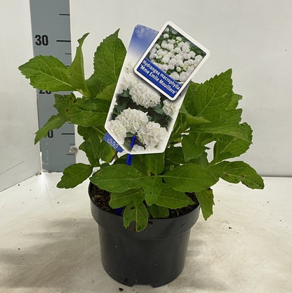 Hortensia (Hydrangea macrophylla 'Mme Emile Mouillere’ ) - Hortensia