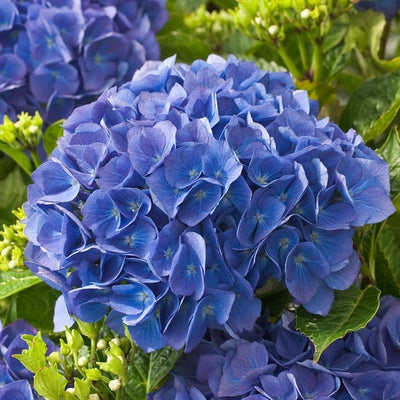 Hortensia (Hydrangea macrophylla ‘Renate Steiniger’ )