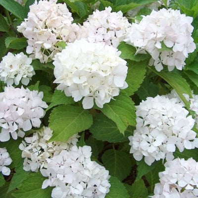 Hortensia (Hydrangea macrophylla 'Soeur Therese’ )