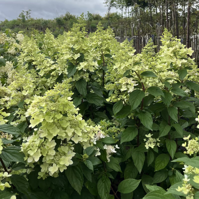 Hortensia (Hydrangea paniculata Confetti) - Hortensia