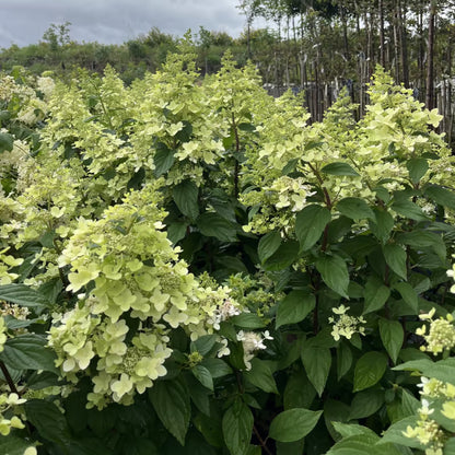 Hortensia (Hydrangea paniculata Confetti) - Hortensia