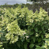 Hortensia (Hydrangea paniculata Confetti)