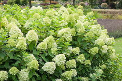 Hortensia (Hydrangea paniculata ‘Limelight’® PBR)