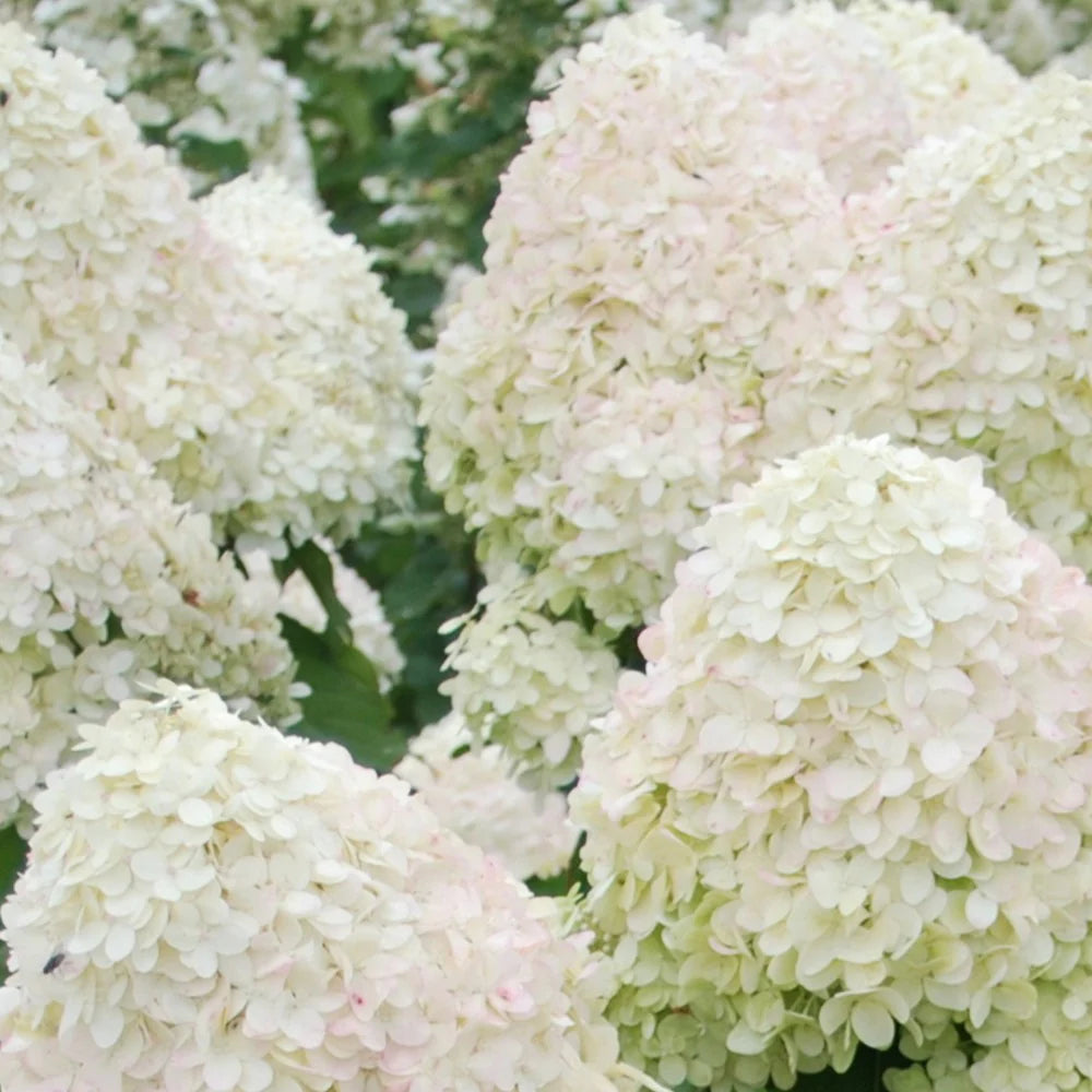 Hortensia (Hydrangea paniculata 'Phantom') - Hortensia