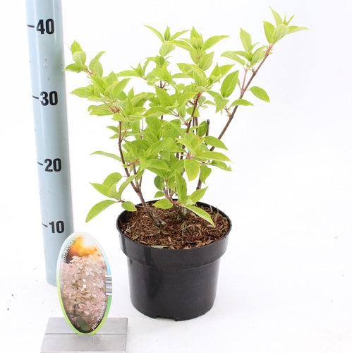 Hortensia (Hydrangea paniculata 'Phantom') - Hortensia
