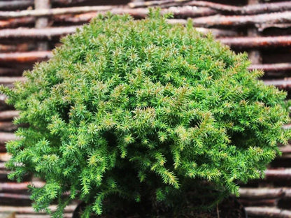 Japanse Ceder (Cryptomeria j. ‘Compressa’) - Coniferen