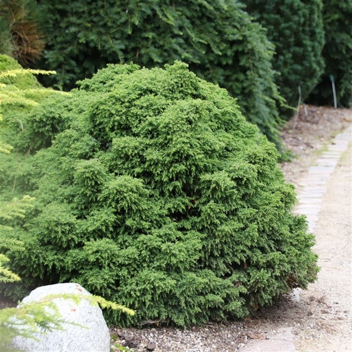 Japanse Ceder (Cryptomeria j. ‘Yokohama’) - Coniferen