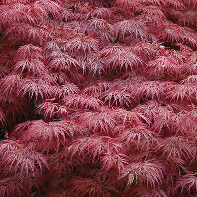 Japanse Esdoorn (Acer palmatum Royal Garnet )
